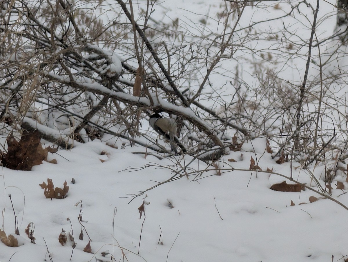 Black-capped Chickadee - ML646268358