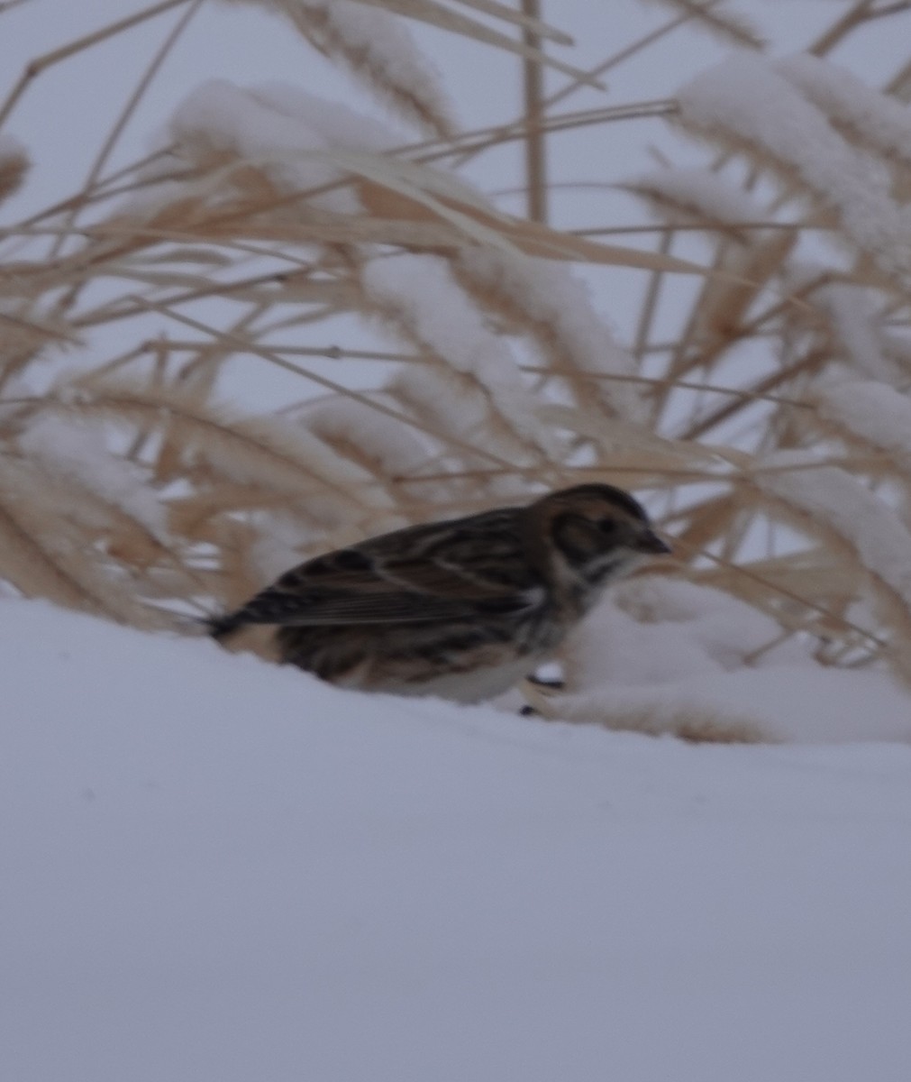 Lapland Longspur - ML646268360