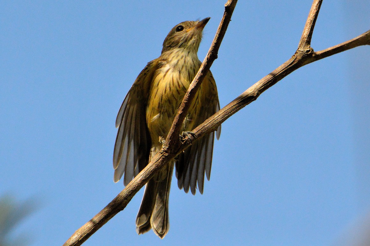 Rufous Whistler - ML646268362