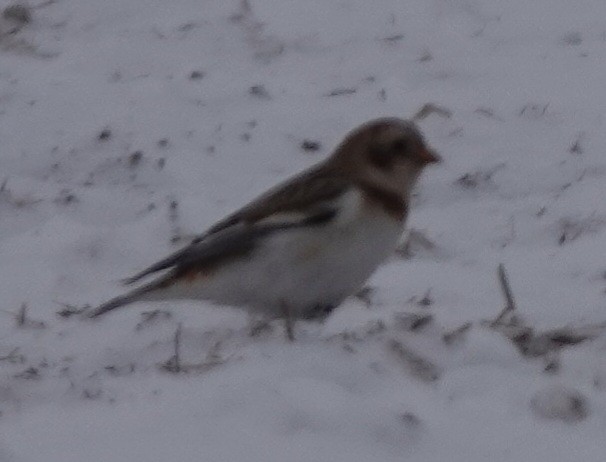Snow Bunting - ML646268366