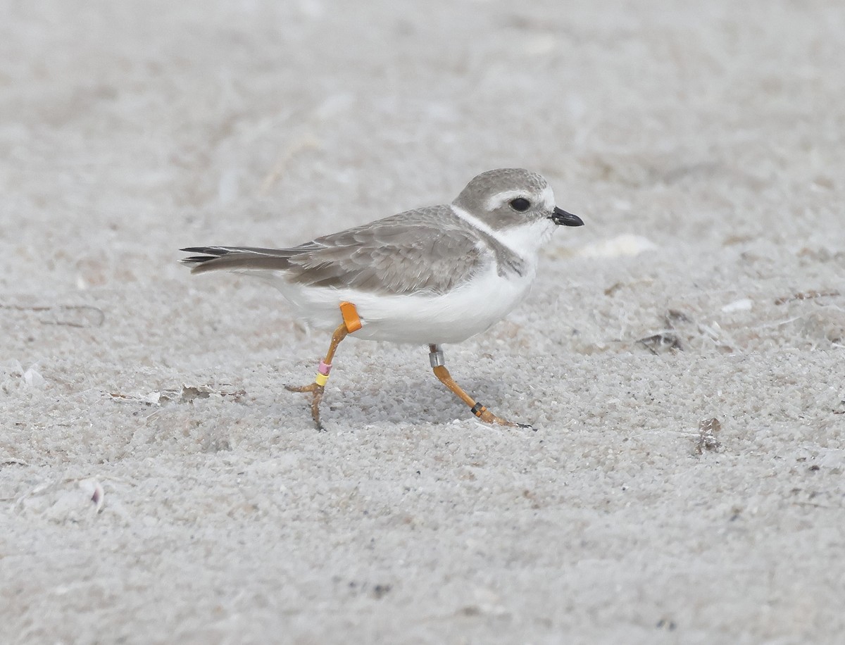 Islıkçı Cılıbıt - ML646268367