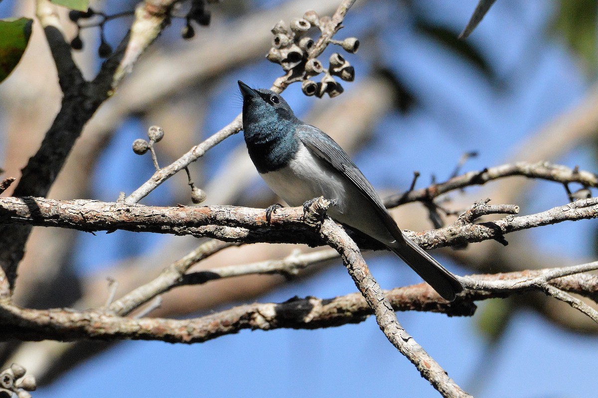 Leaden Flycatcher - ML646268369