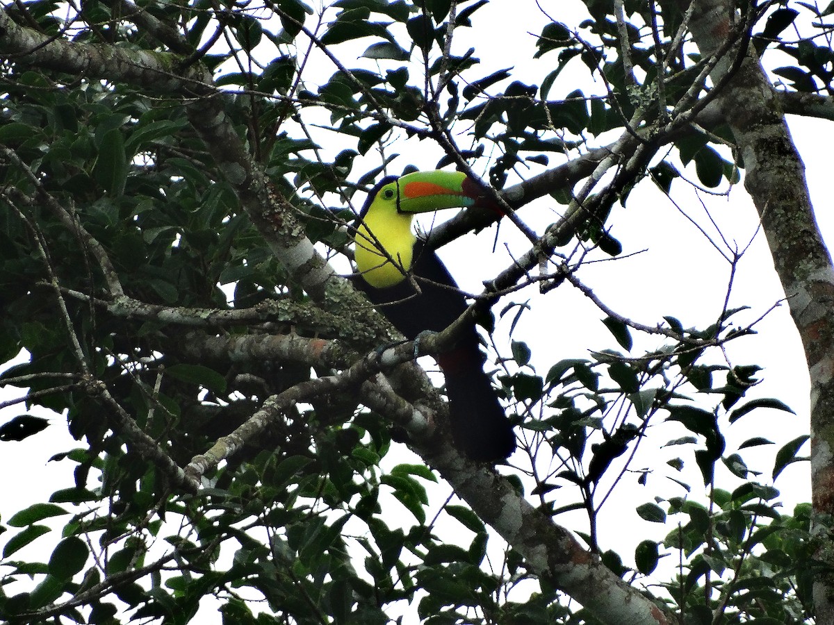 Радужный тукан - ML646268373