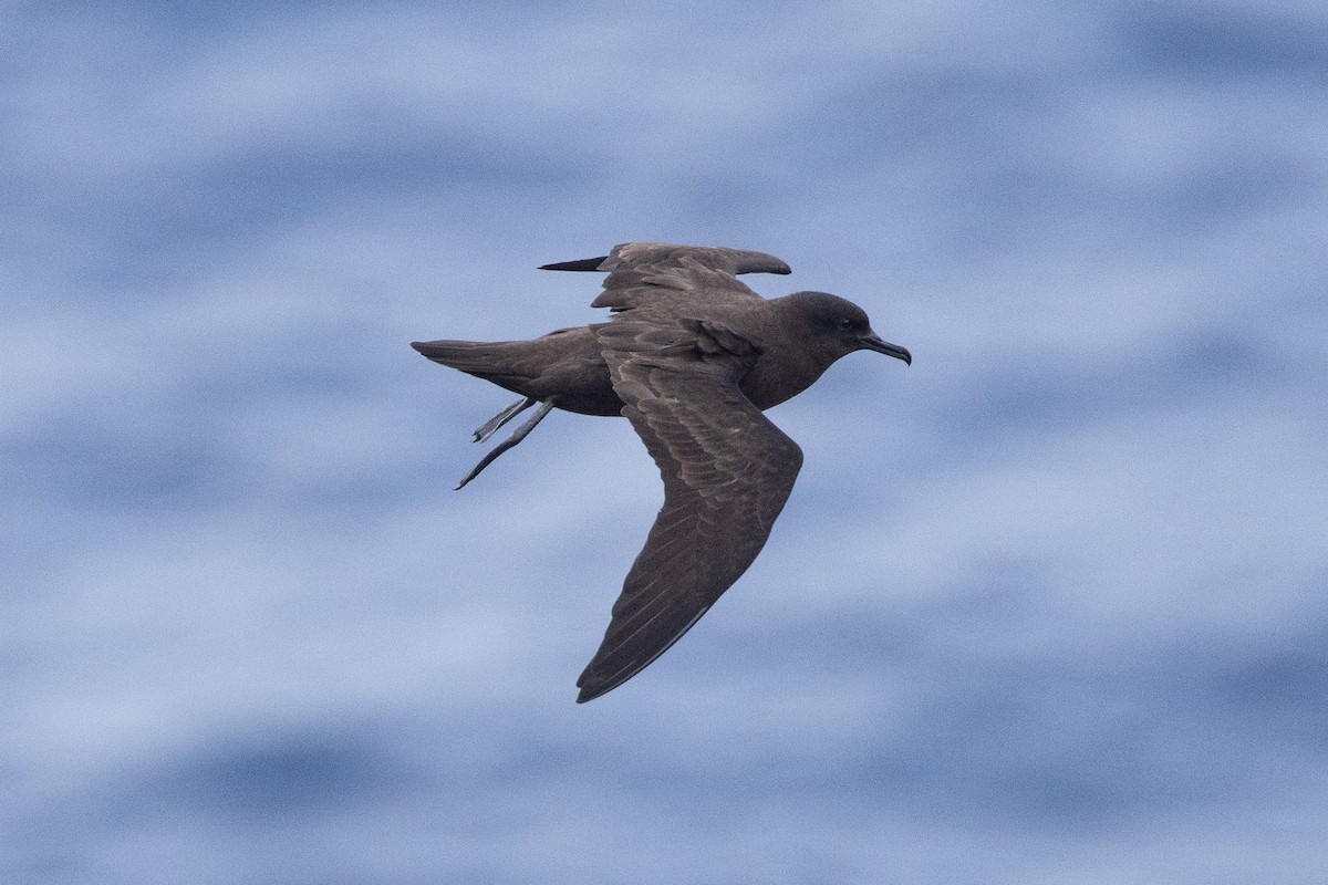 Christmas Shearwater - ML646268374