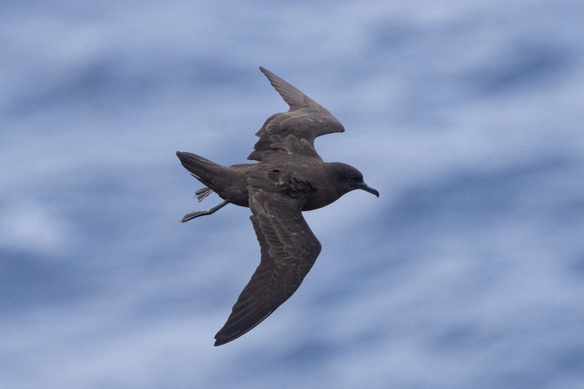 Christmas Shearwater - ML646268375