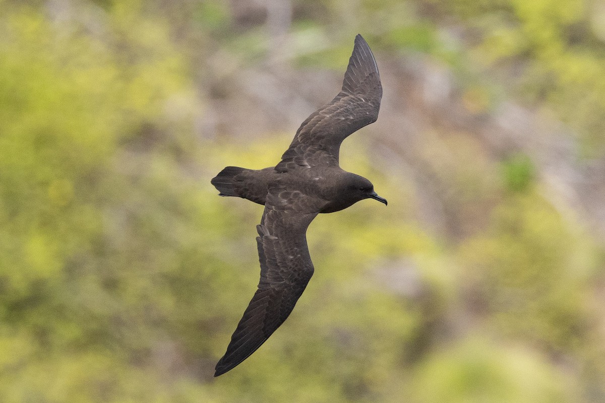 Christmas Shearwater - ML646268376