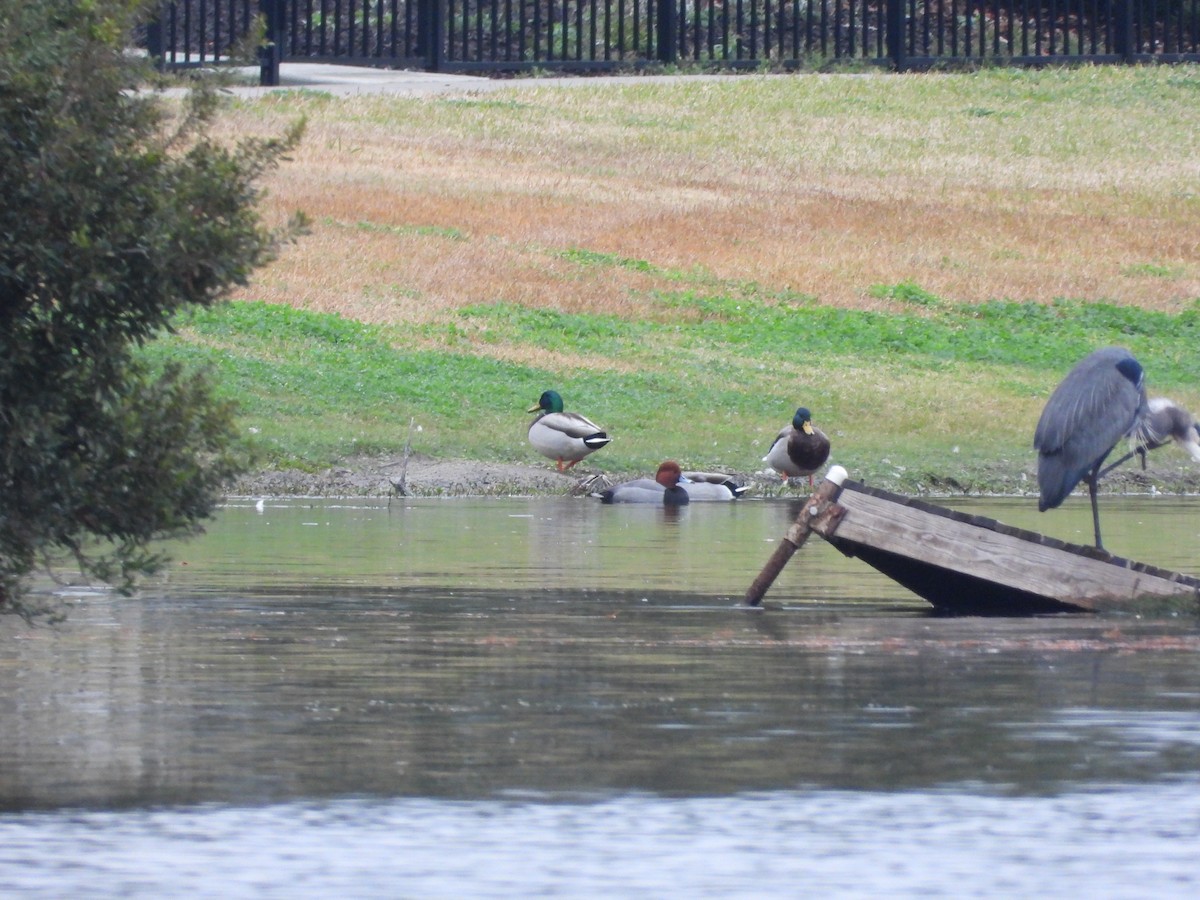 Porrón Americano - ML646268377