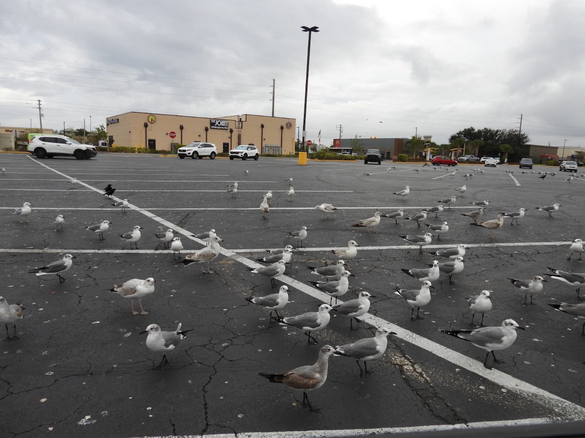 Gabbiano sghignazzante - ML646268378