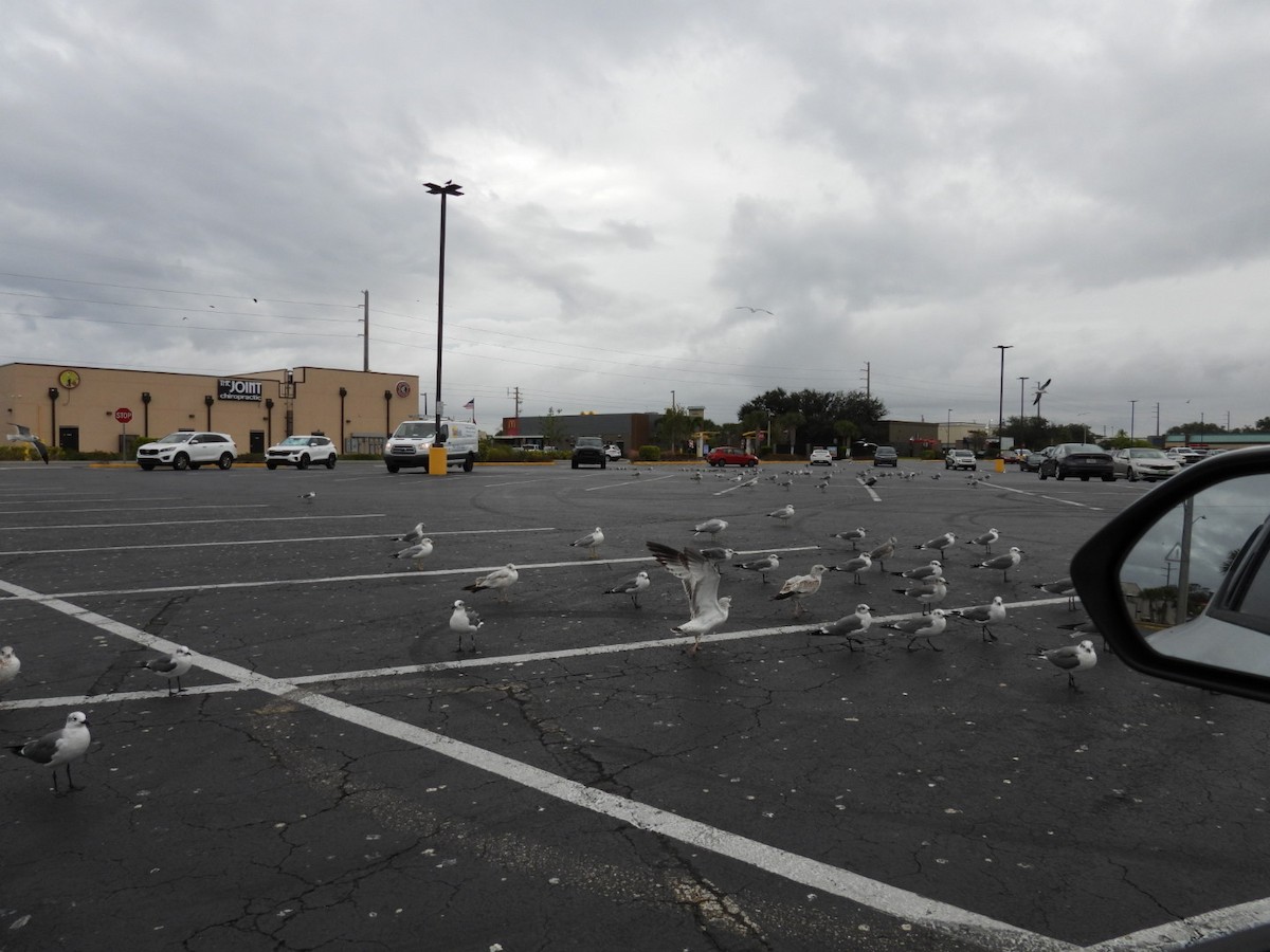 Gabbiano sghignazzante - ML646268379