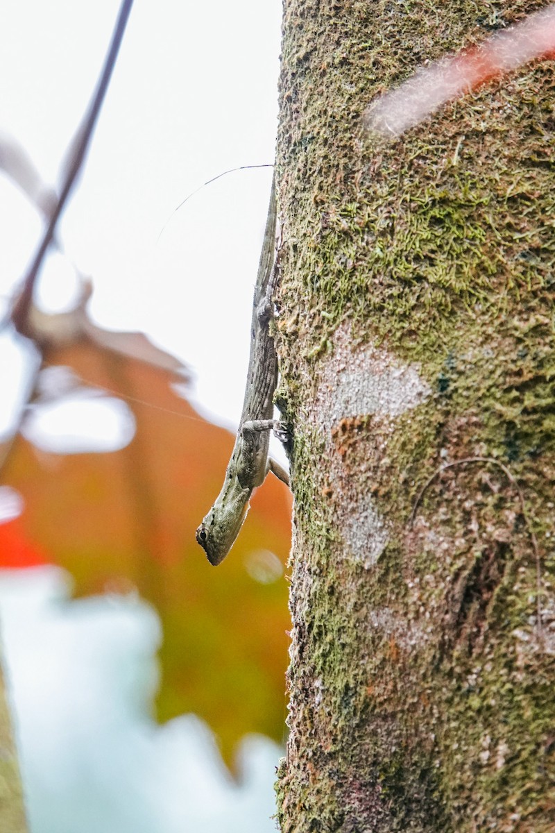 Animaux - ML646268382