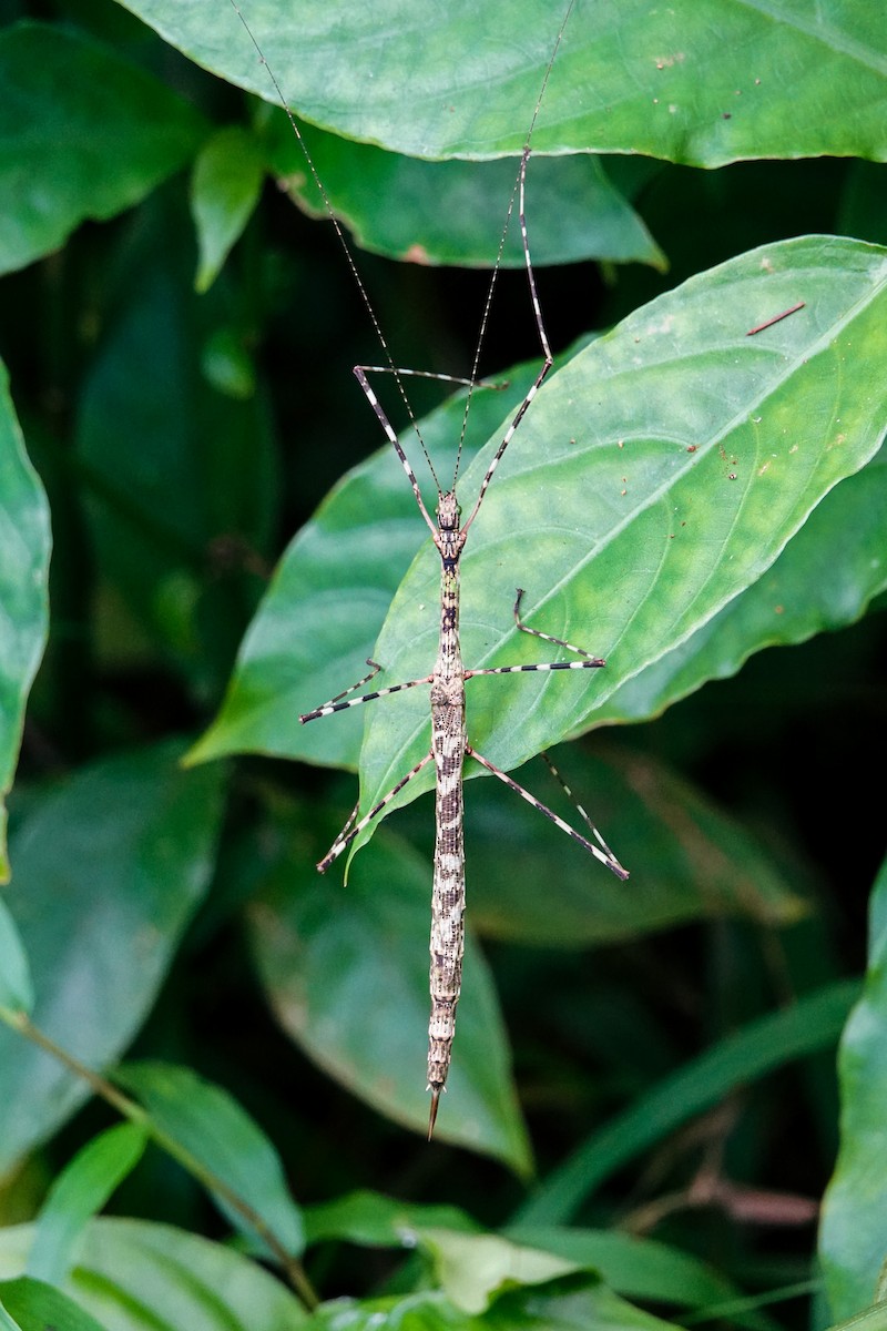 Animaux - ML646268383