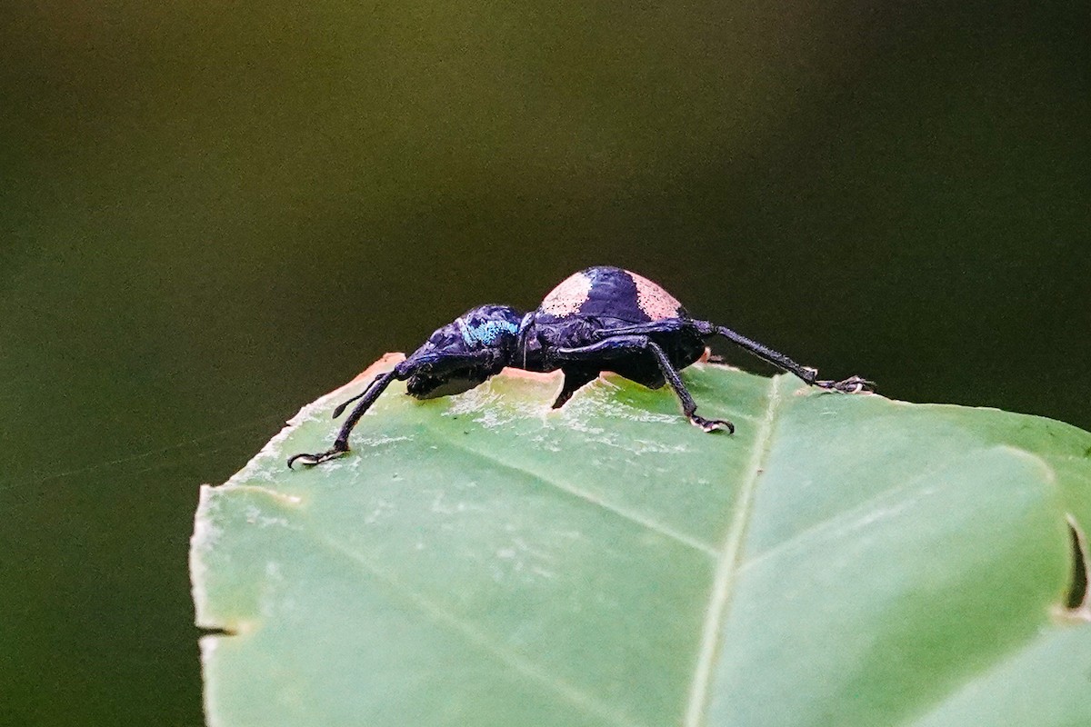 Animaux - ML646268384