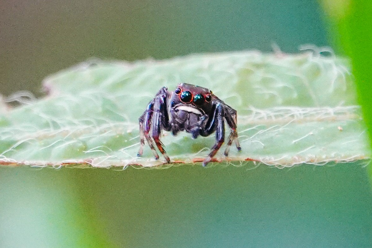 Animaux - ML646268385