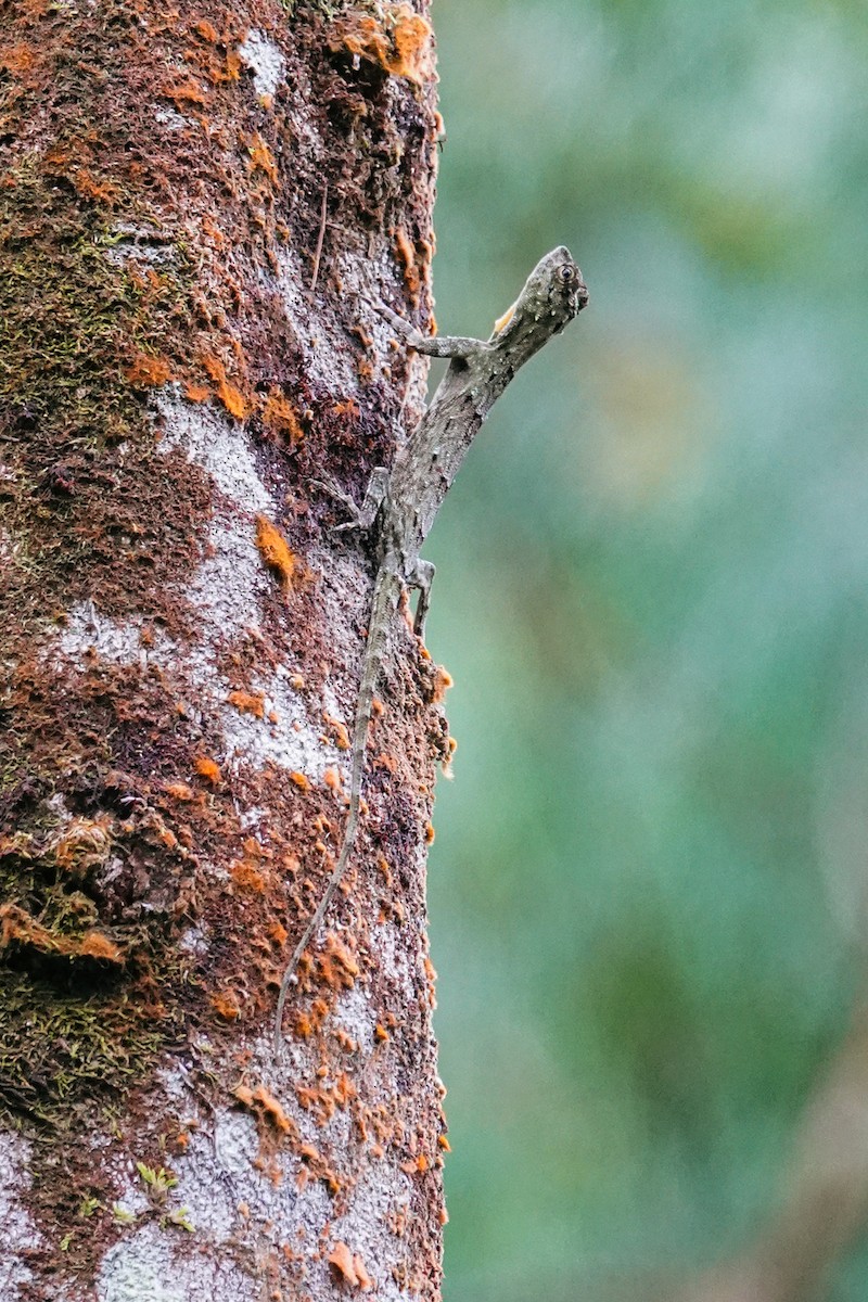 Animaux - ML646268386