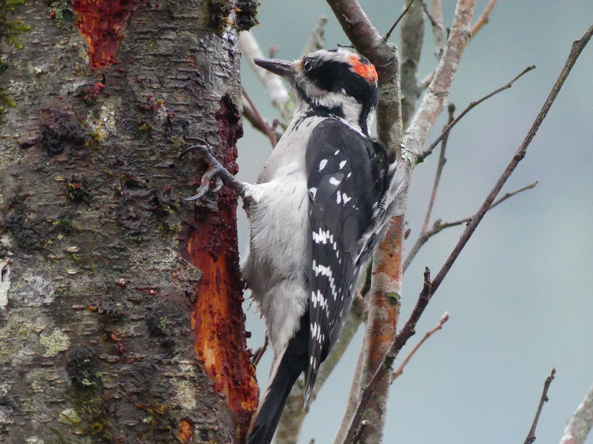 strakapoud americký - ML646268388