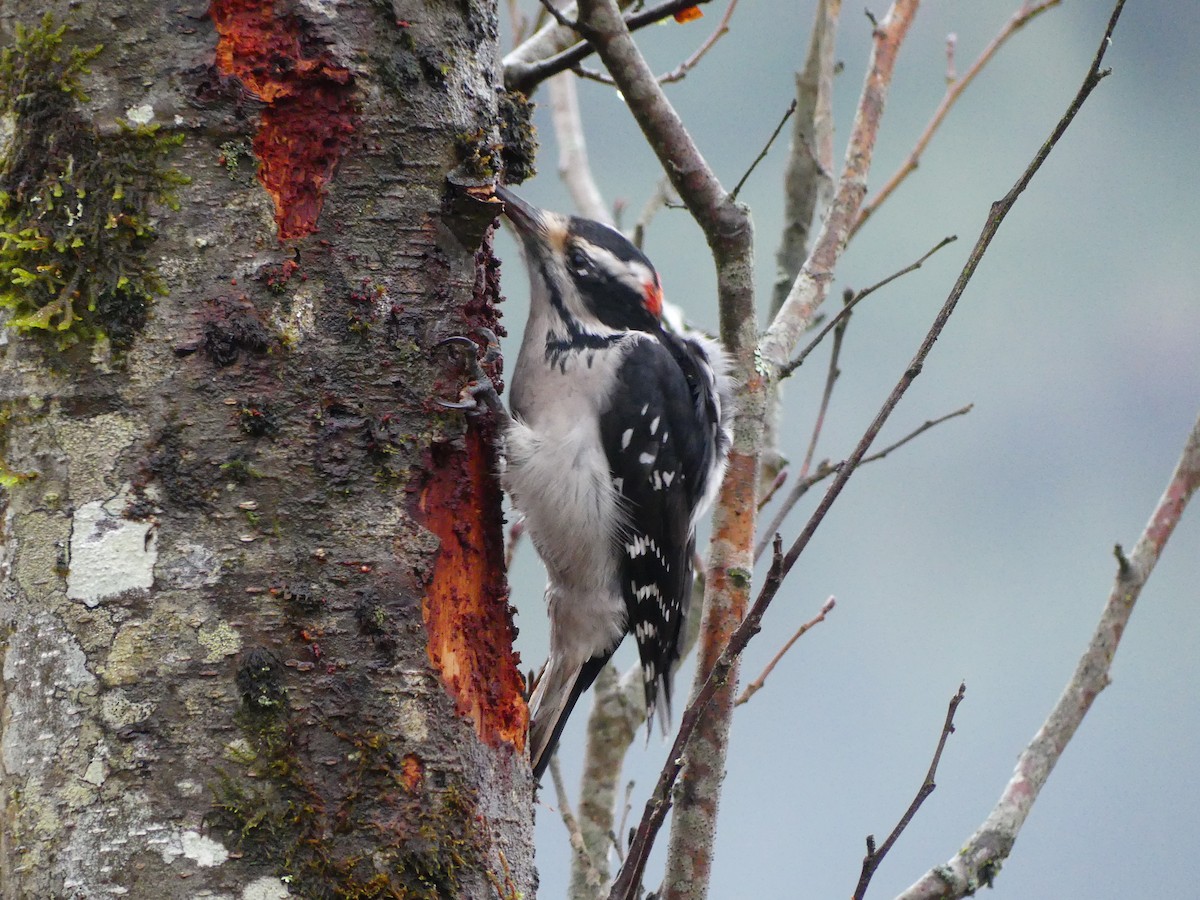 strakapoud americký - ML646268392