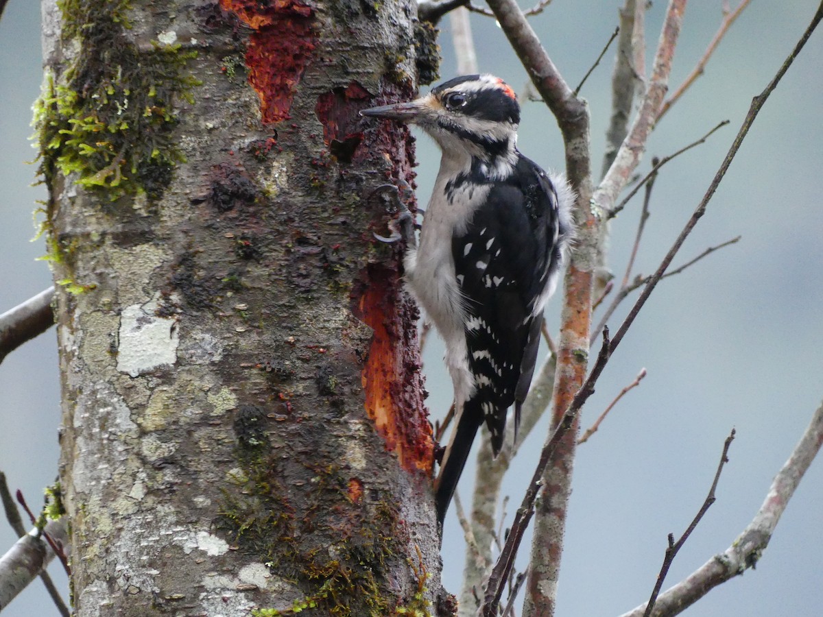 strakapoud americký - ML646268393