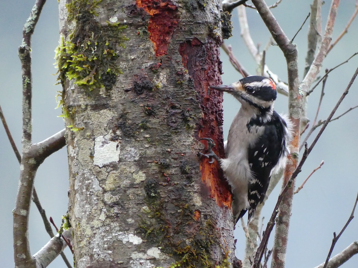 strakapoud americký - ML646268394