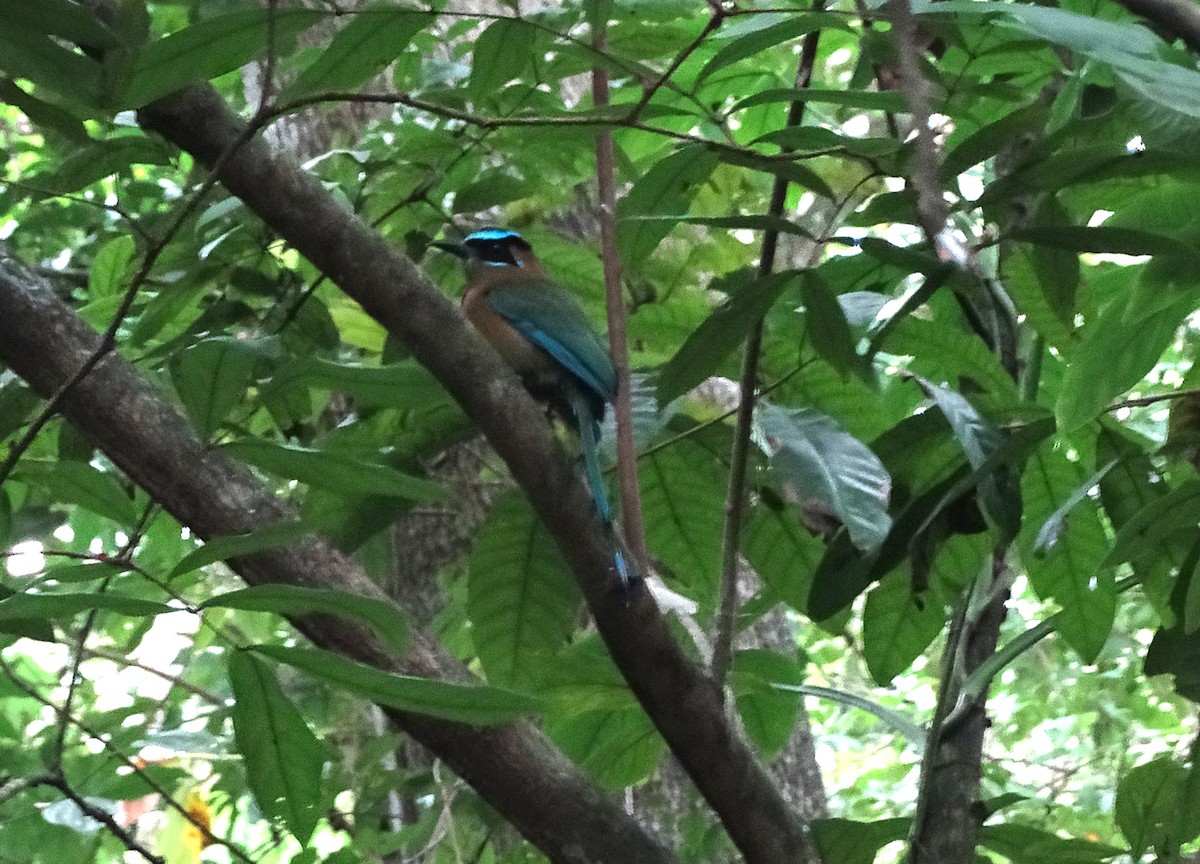 Lesson's Motmot - ML646268396