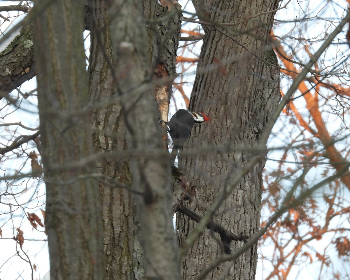 Pileated Woodpecker - ML646268409