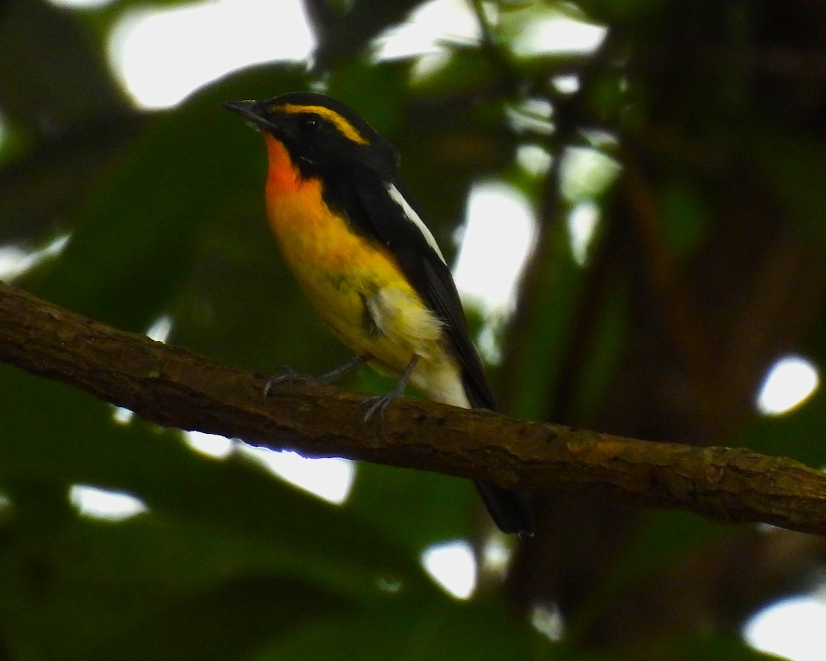 黃眉黃鶲 - ML646268411