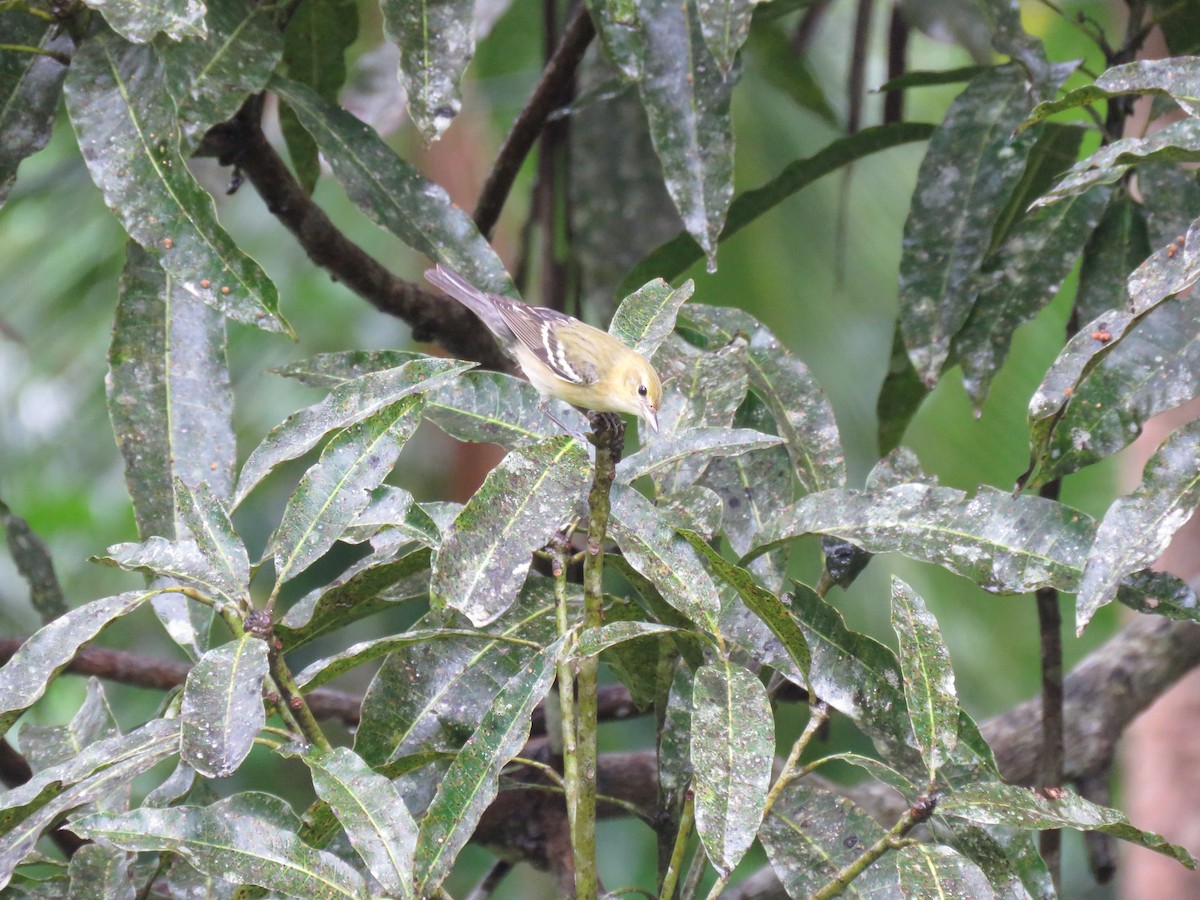 Kestane Gerdanlı Ötleğen - ML646268413