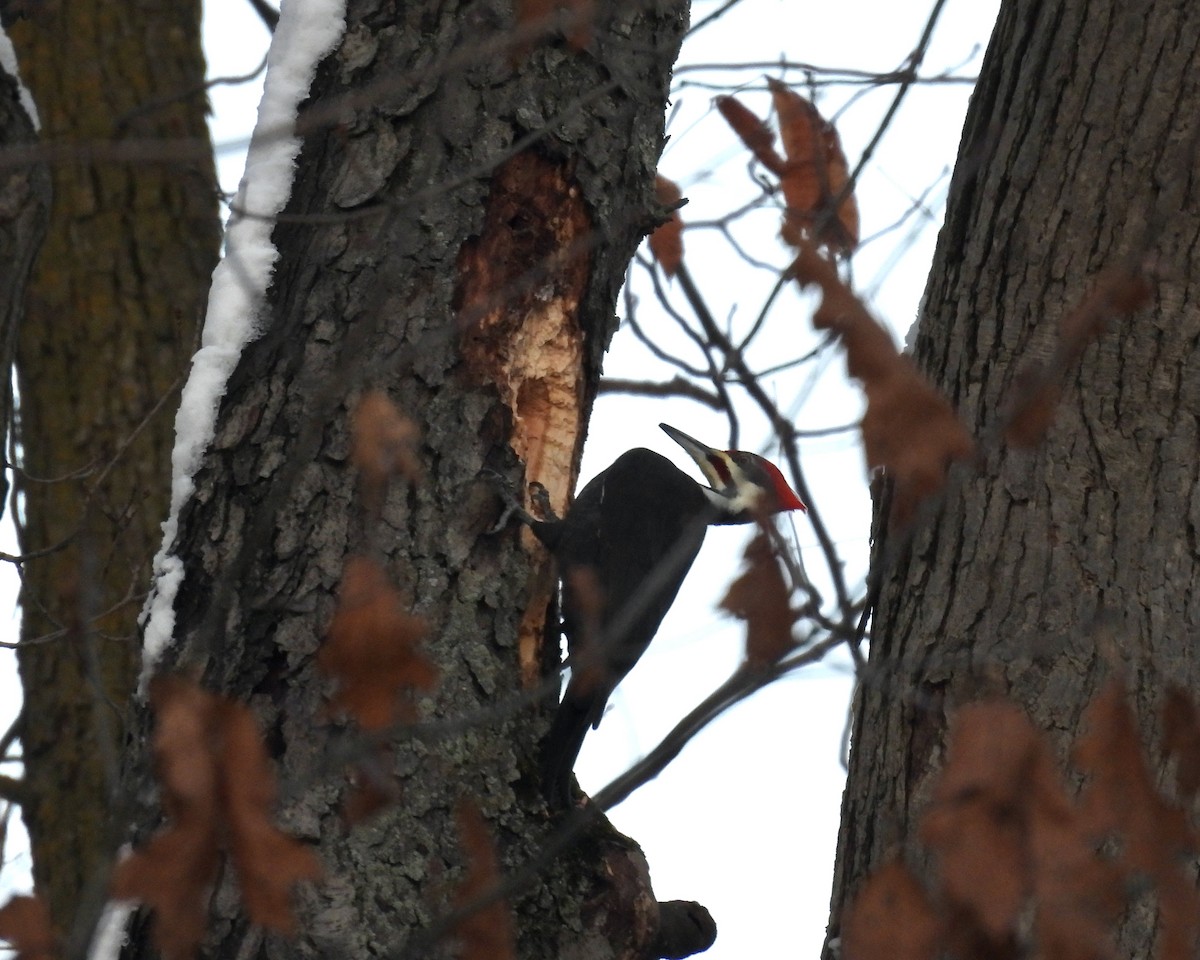 Pileated Woodpecker - ML646268414