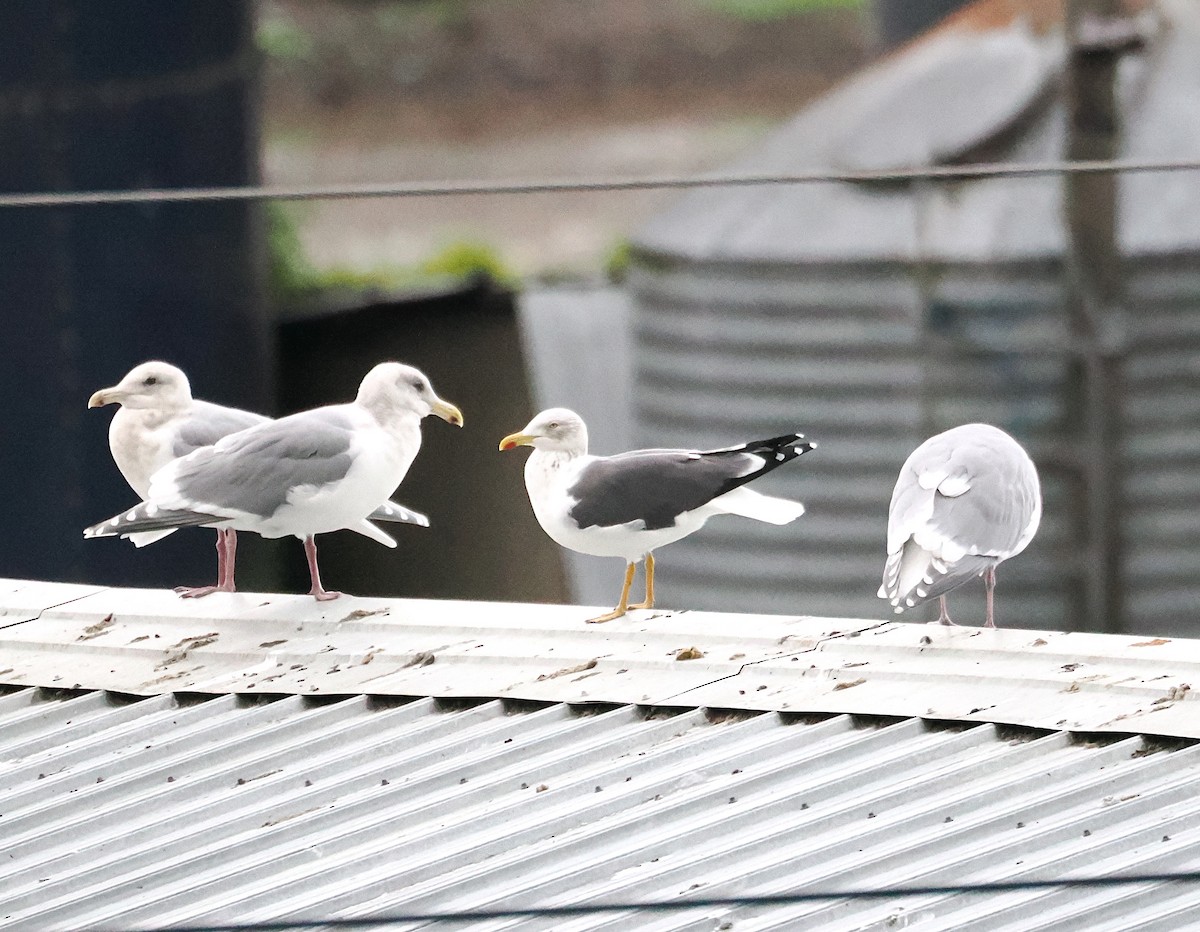 Gaviota Sombría - ML646268416