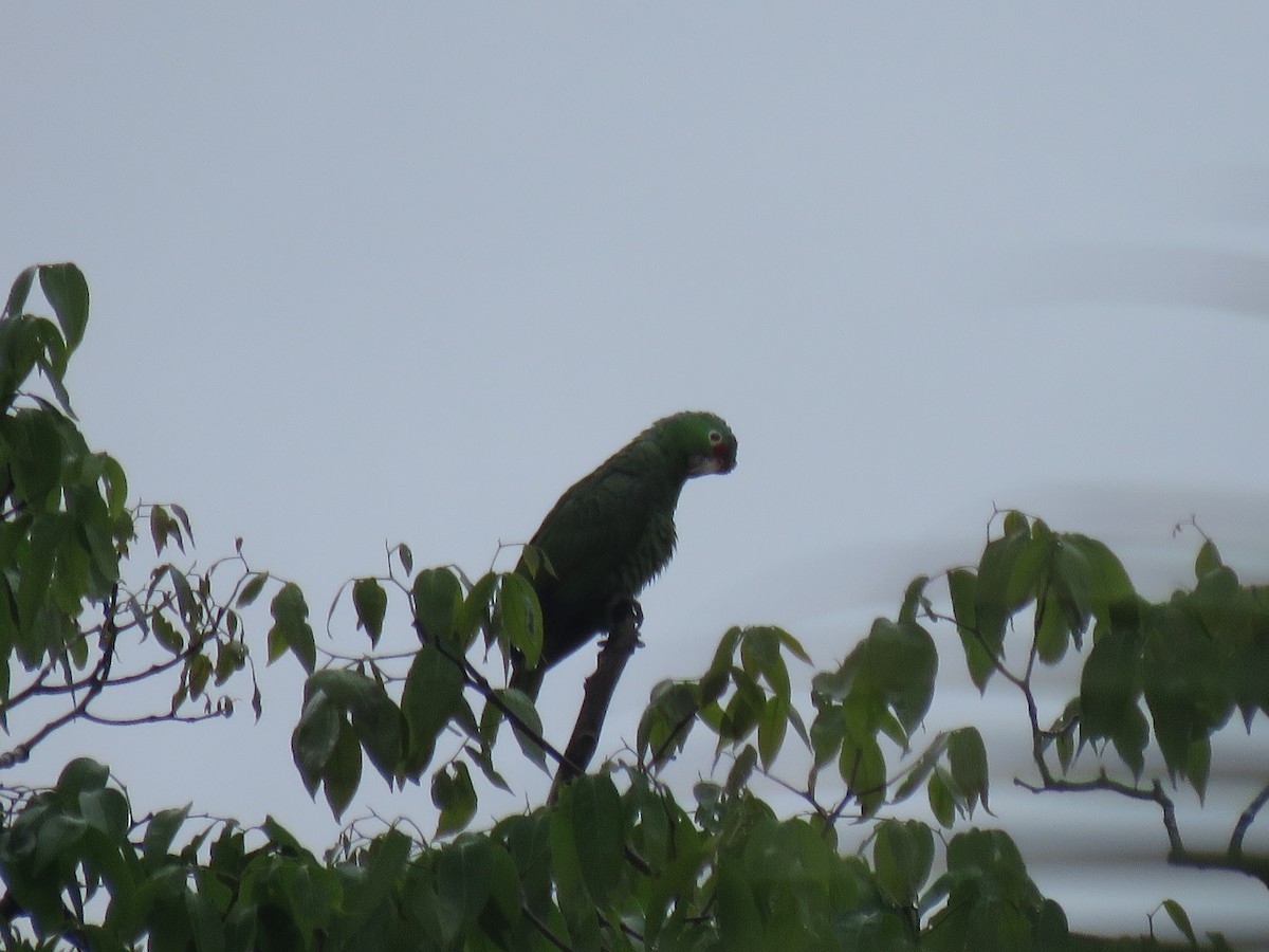 Red-lored Amazon - ML646268418