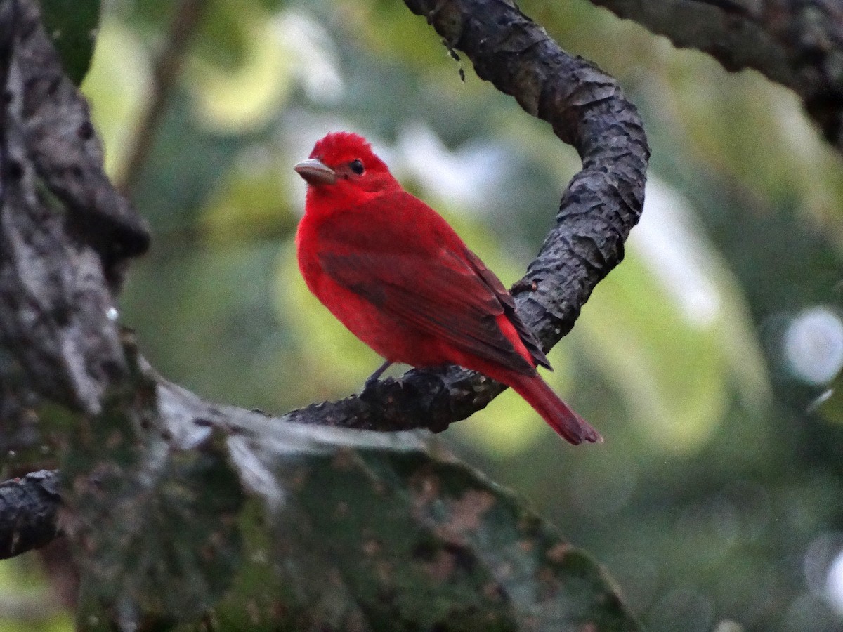 Summer Tanager - ML646268419