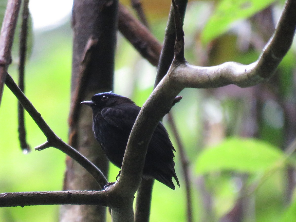 Velvety Manakin - ML646268422