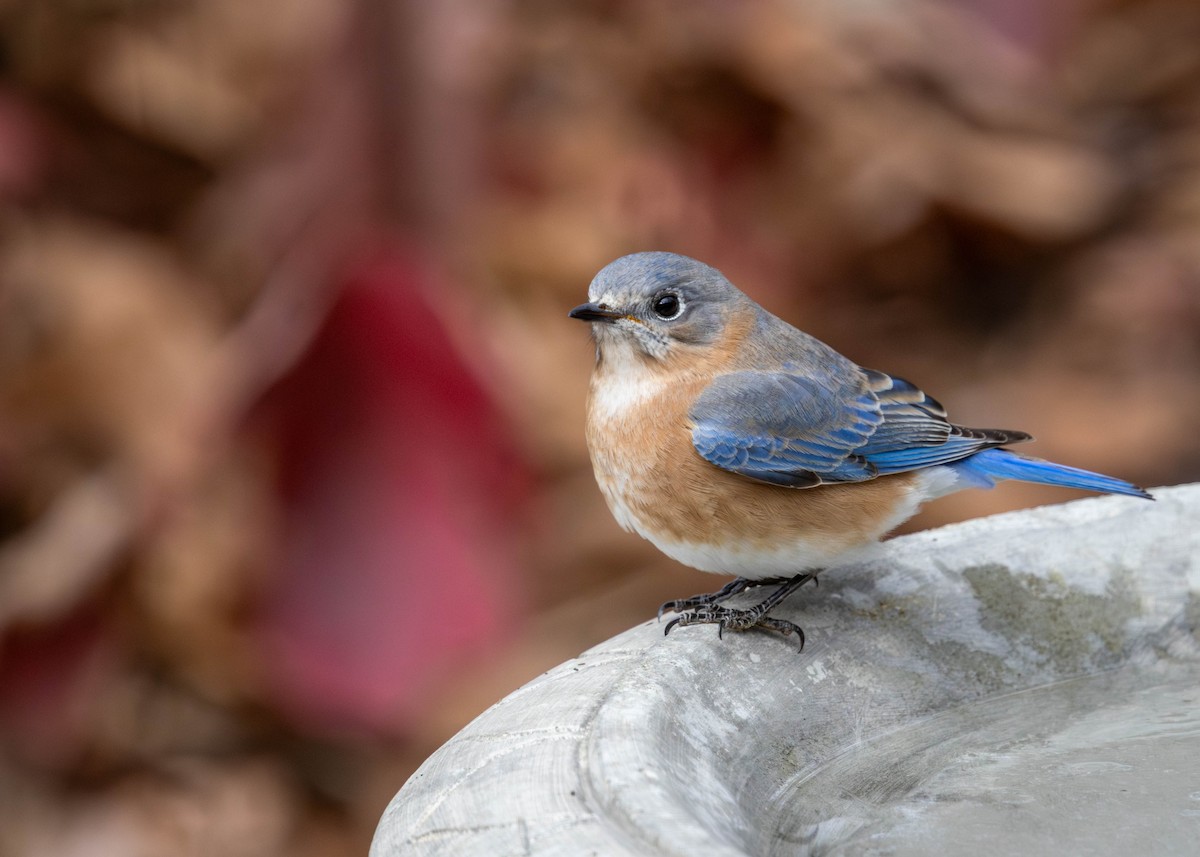 ルリツグミ - ML646268424