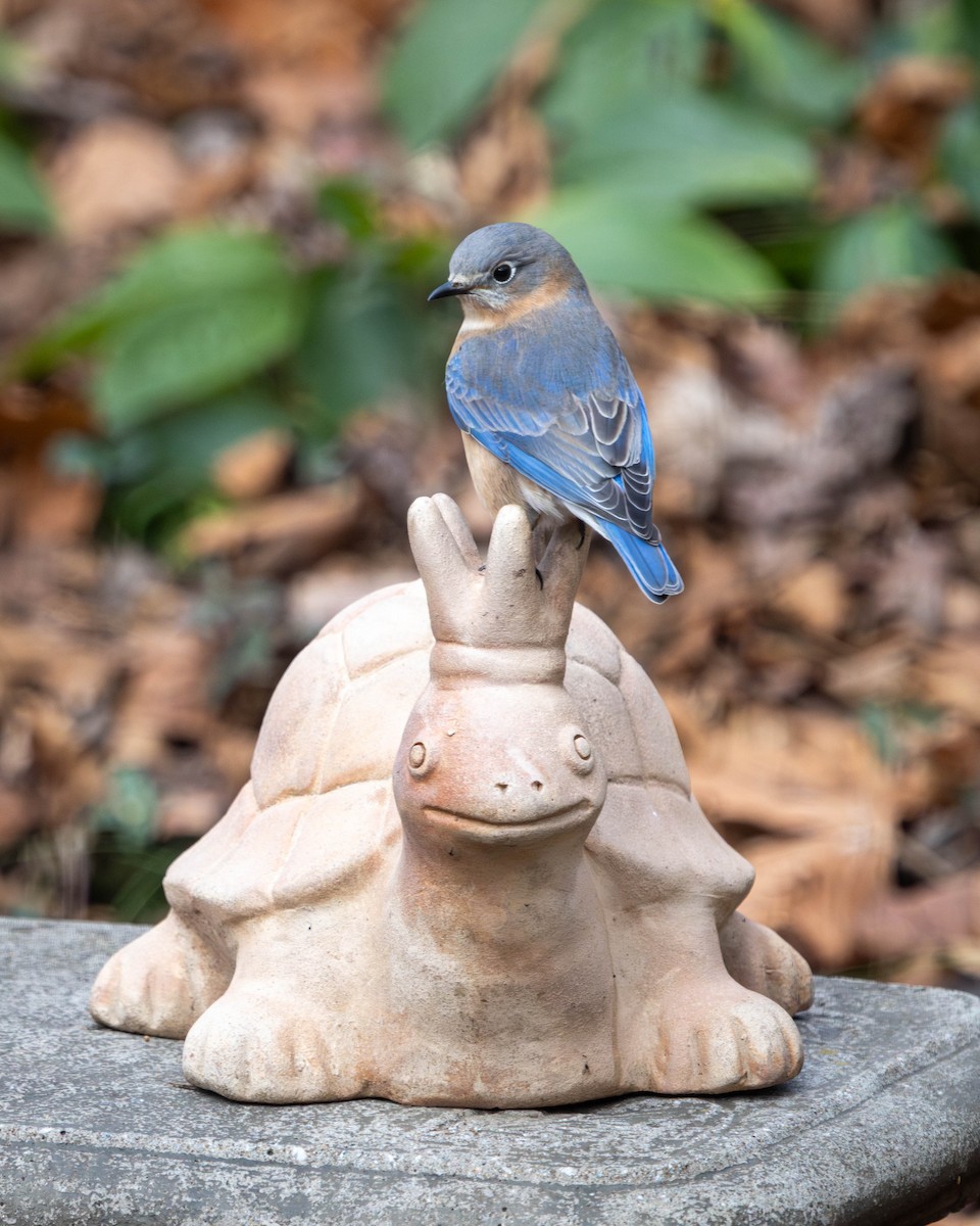 ルリツグミ - ML646268425