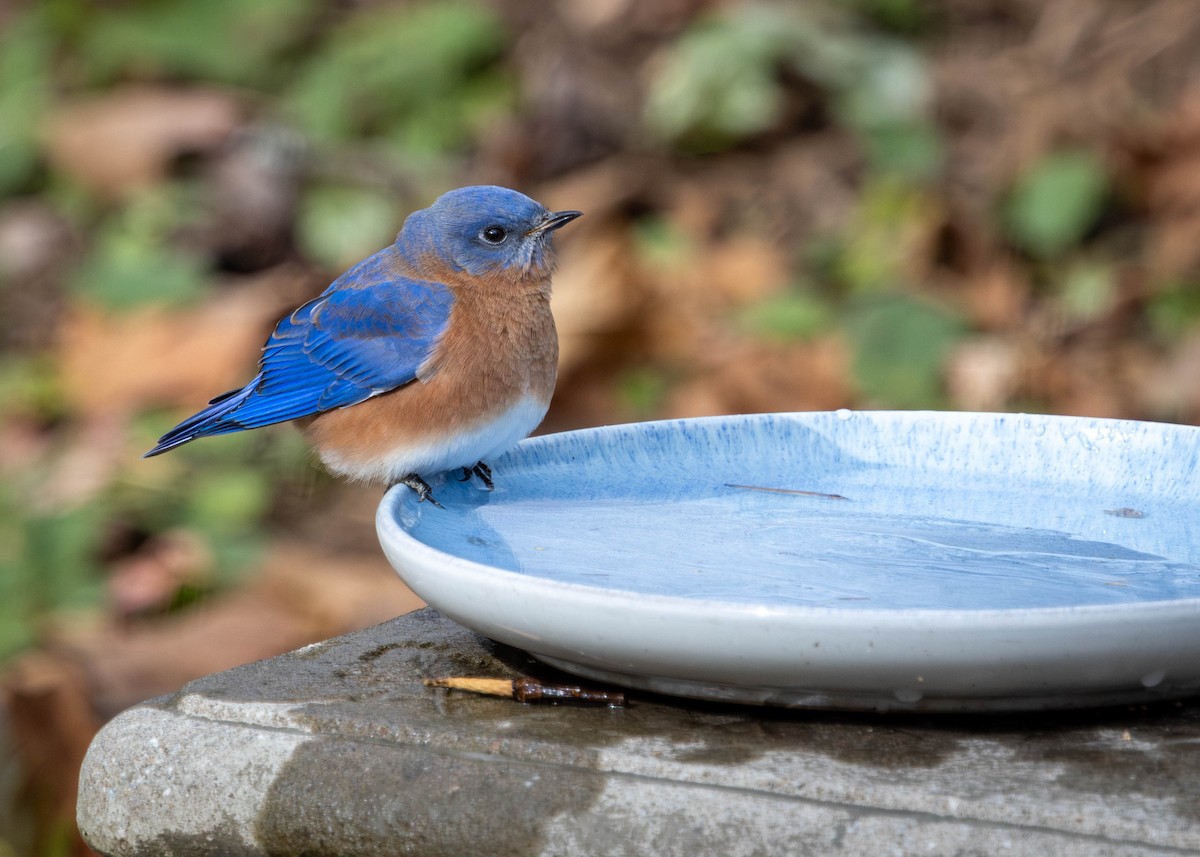 ルリツグミ - ML646268426