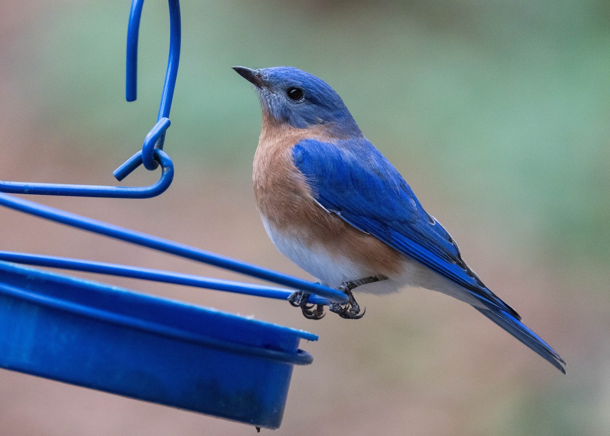 ルリツグミ - ML646268427