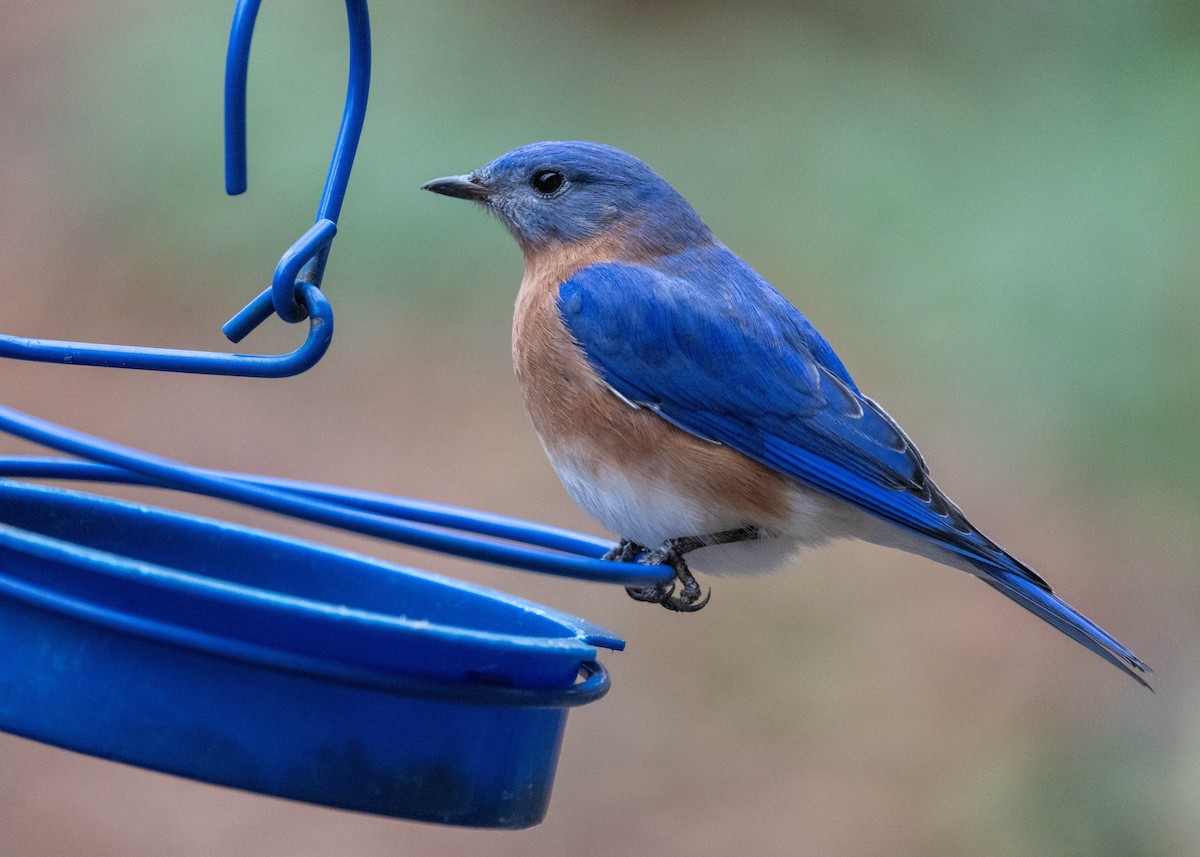 ルリツグミ - ML646268428