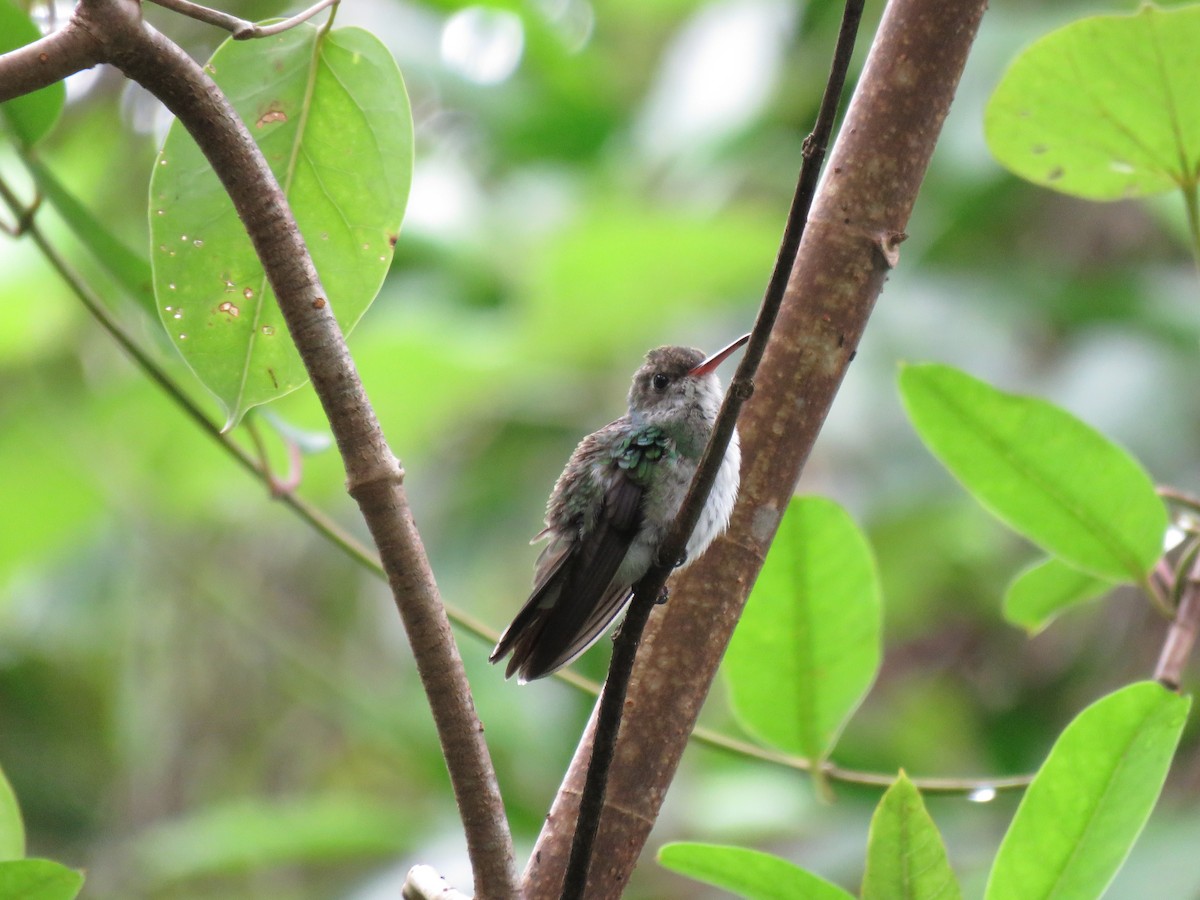 Humboldt's Sapphire - ML646268430