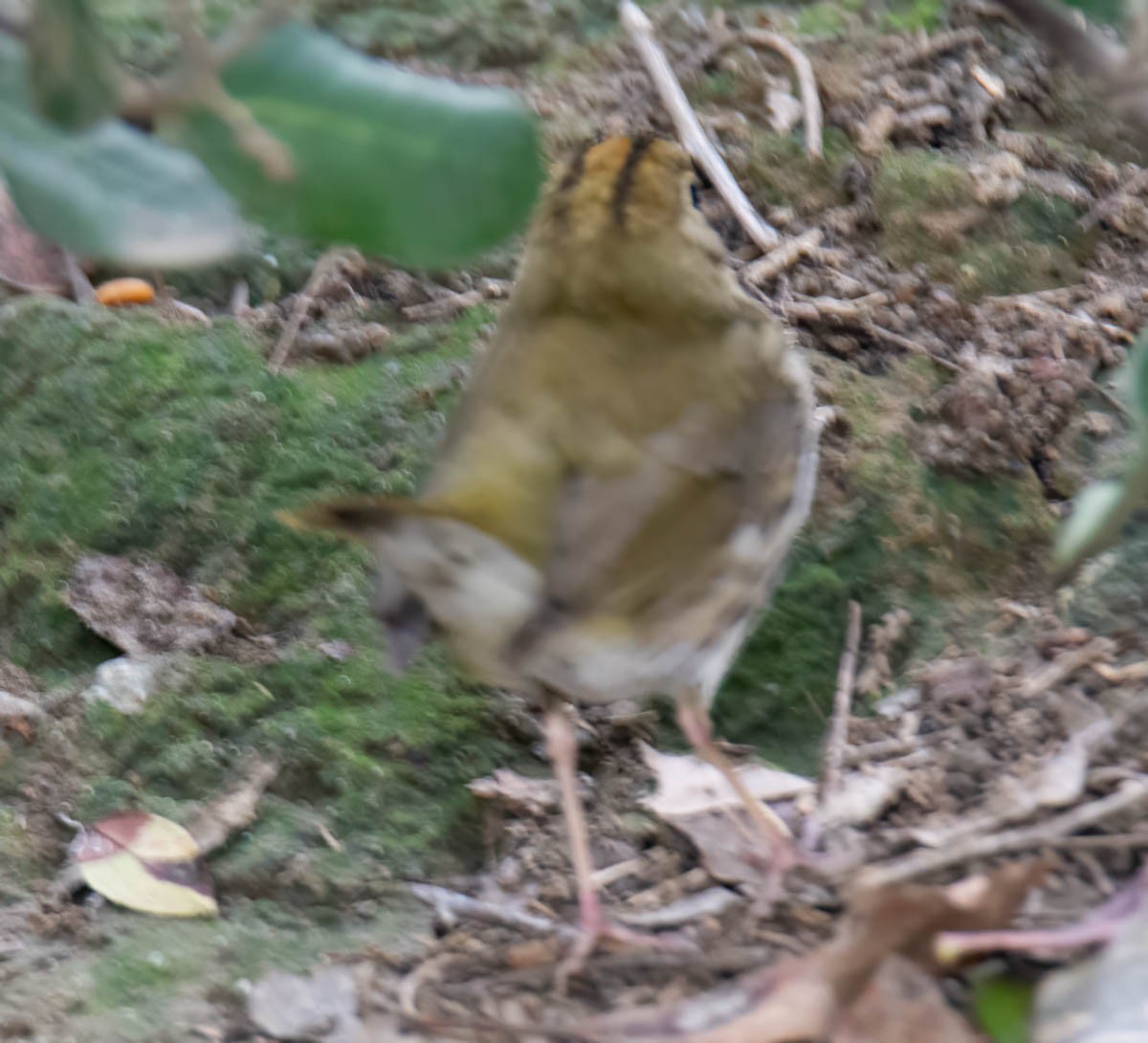 Ovenbird - ML646268432