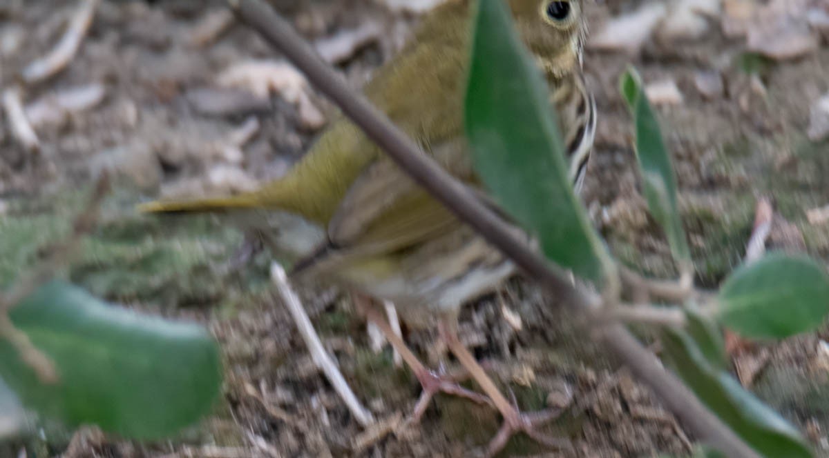 Ovenbird - ML646268433