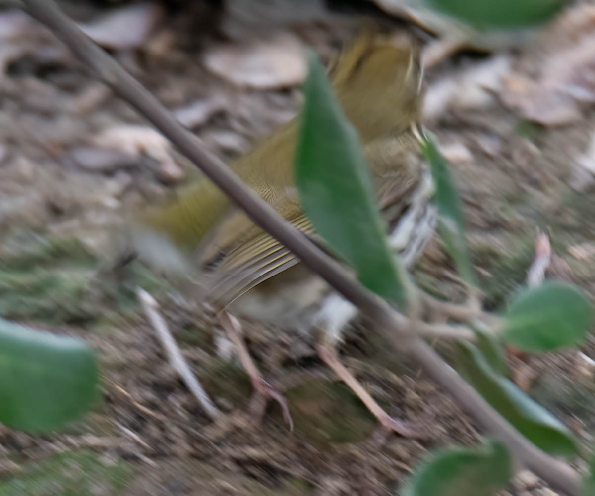 Ovenbird - ML646268434