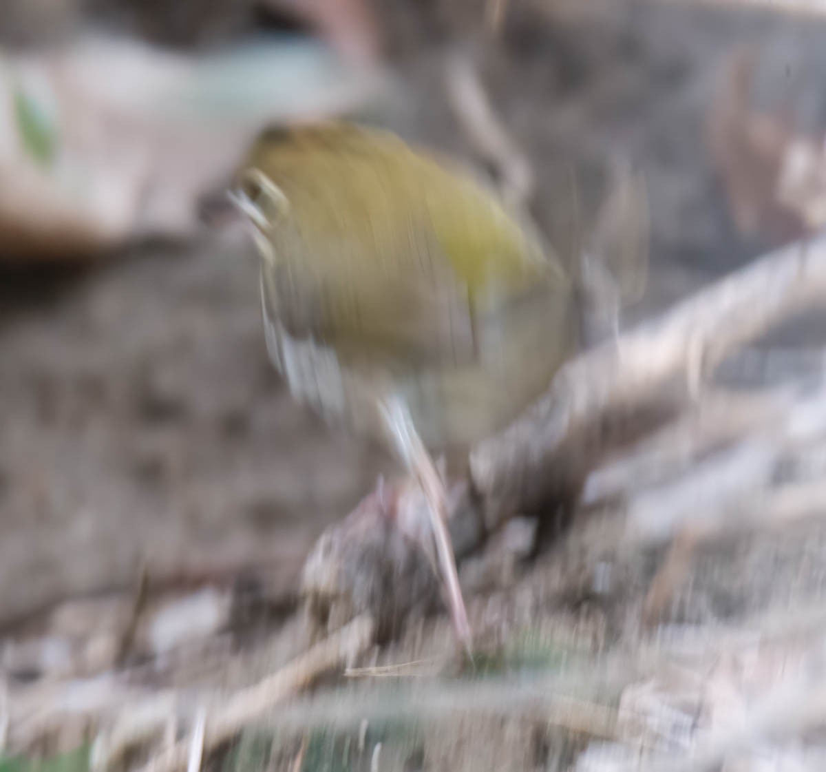 Ovenbird - ML646268435