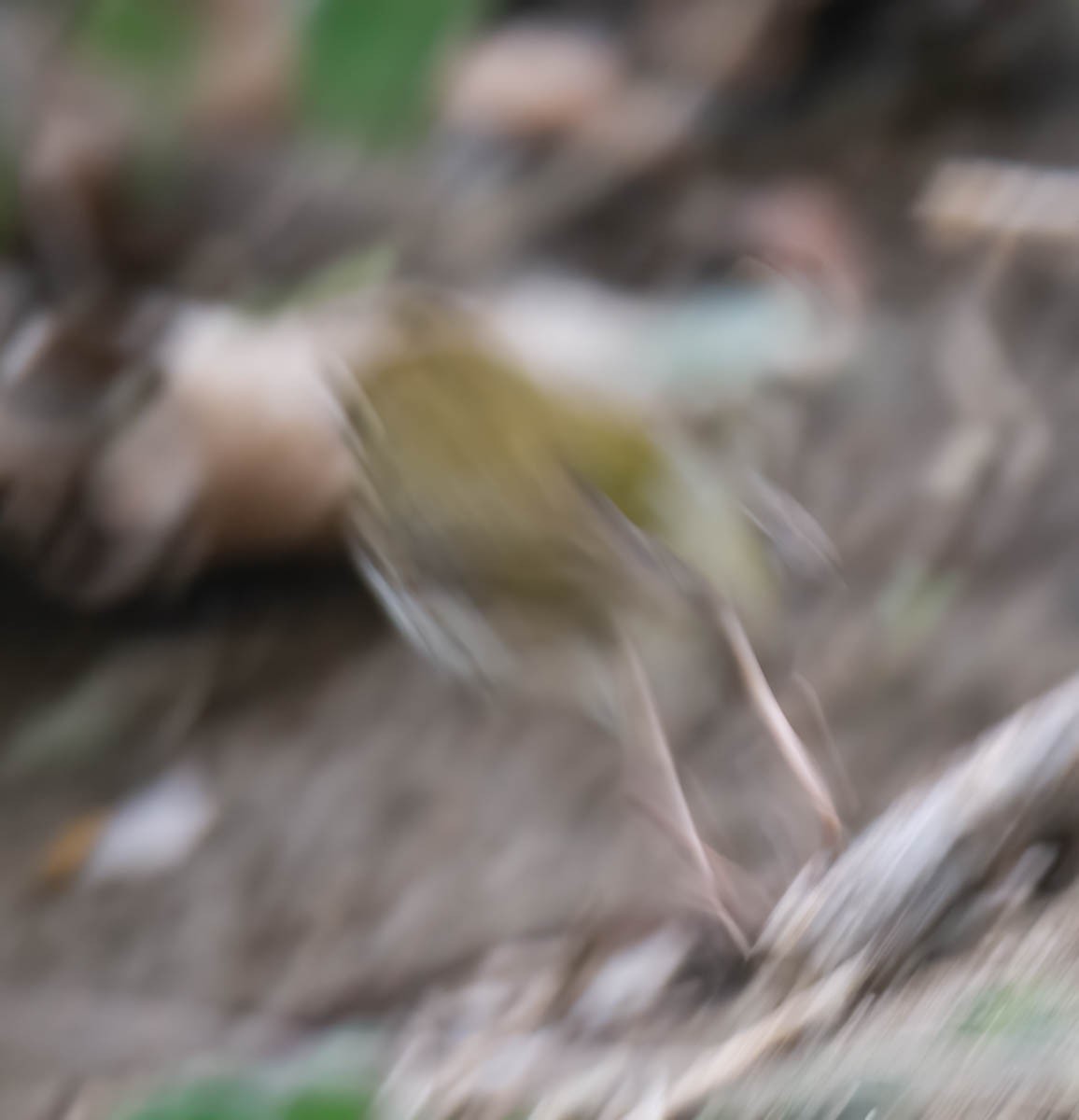 Ovenbird - ML646268436