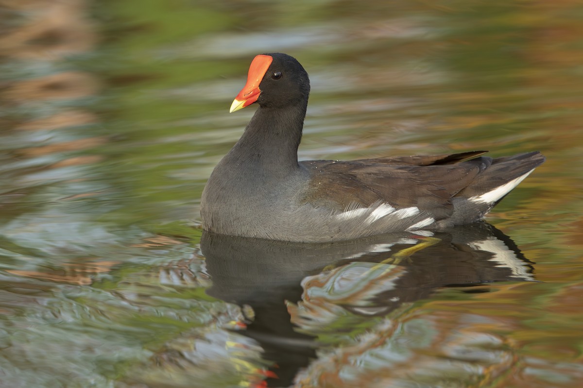 Common Gallinule - ML646268454