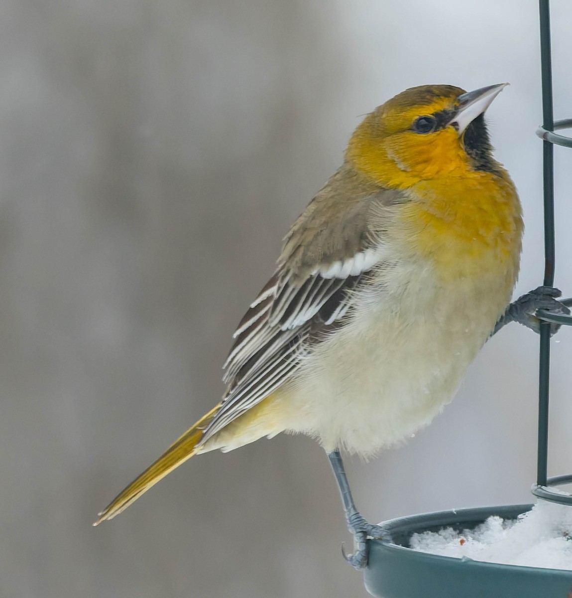 Bullock's Oriole - ML646268455