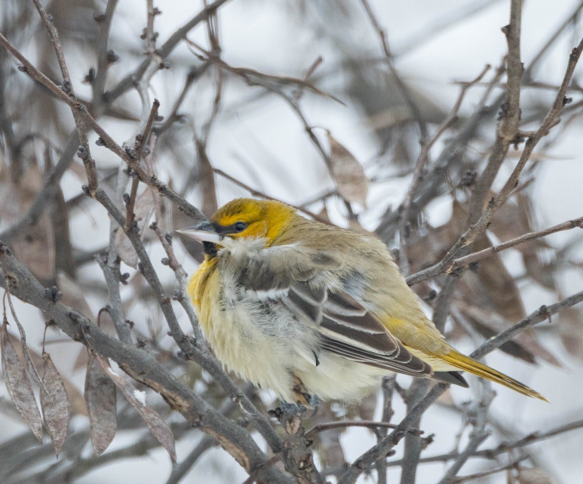 Bullock's Oriole - ML646268456