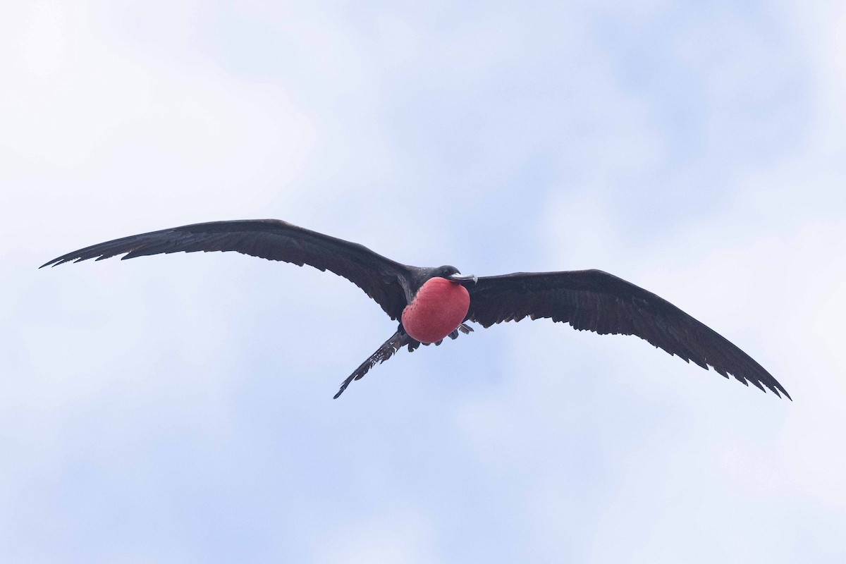 Great Frigatebird - ML646268466