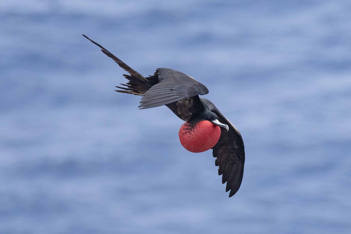 Great Frigatebird - ML646268467