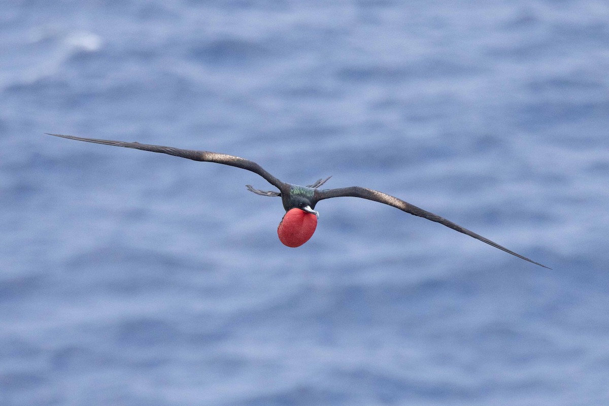 Great Frigatebird - ML646268468