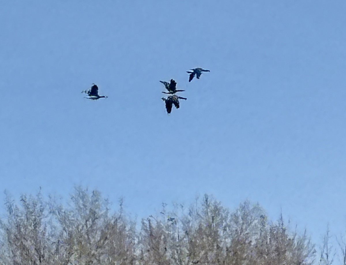 Cackling Goose - ML646268477