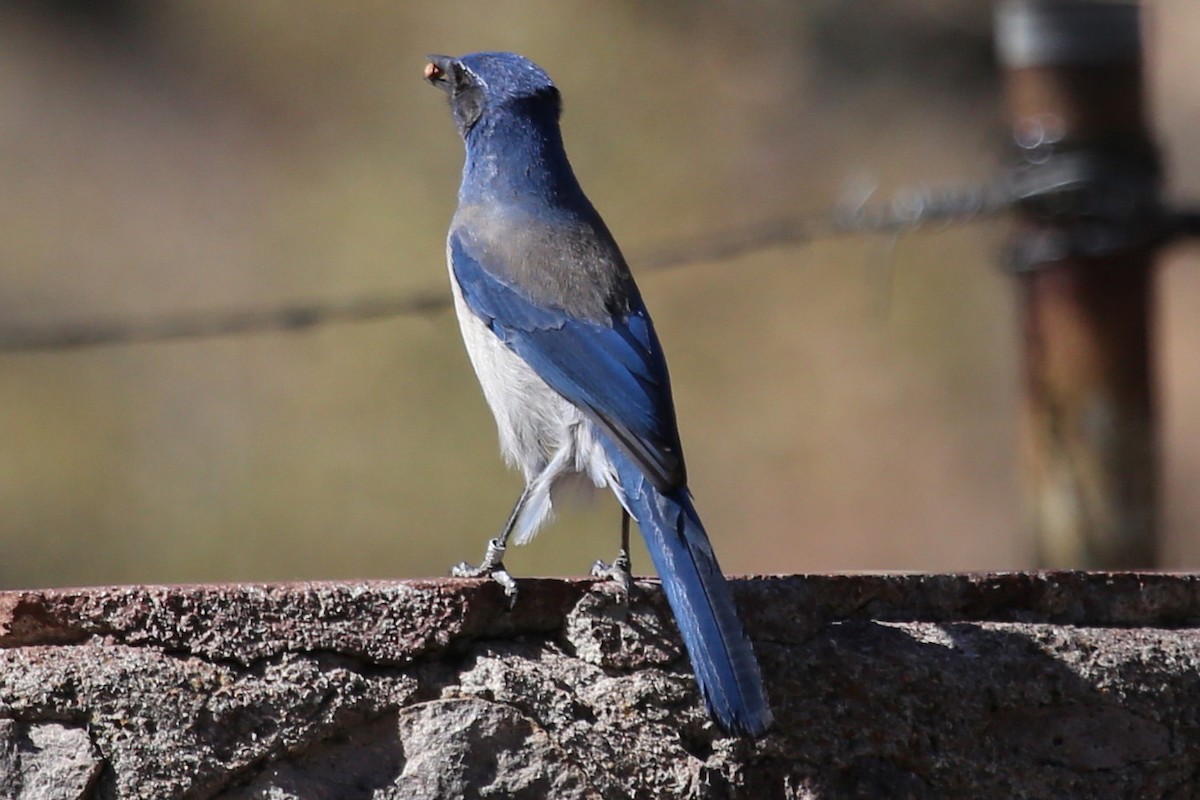 Woodhouse's Scrub-Jay - ML646268479